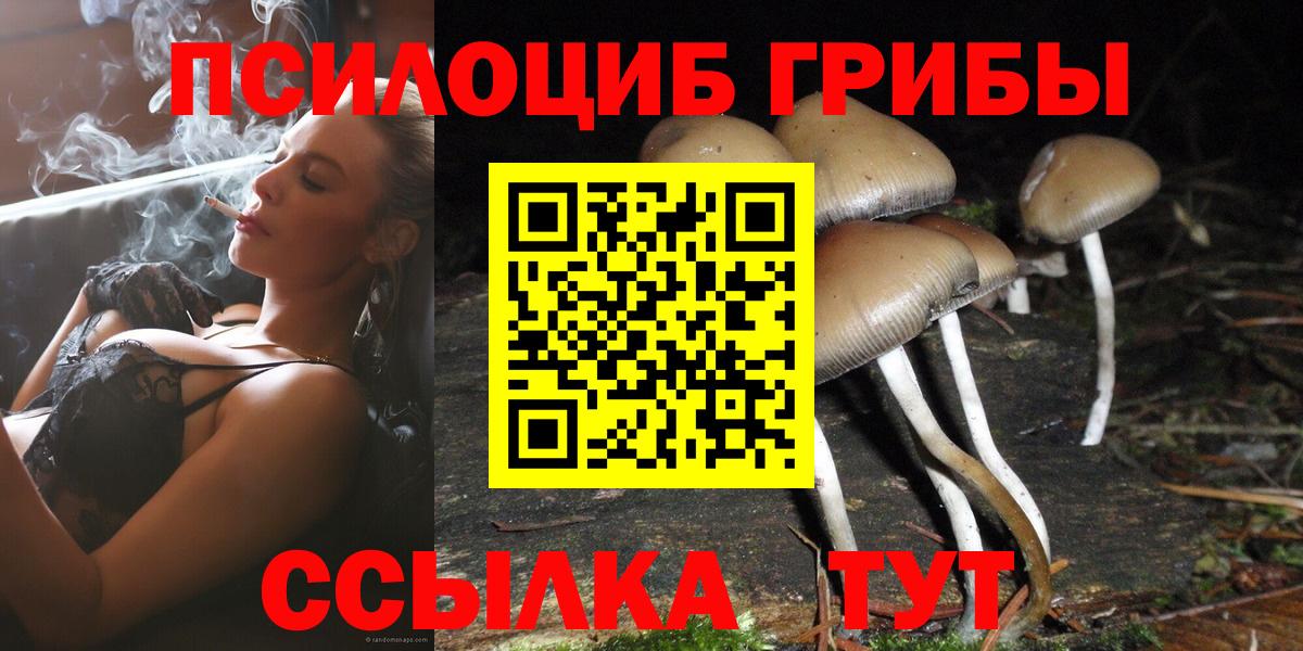 Карачаевск  Псилоцибиновые грибы Psilocybe  Вход с VPN 